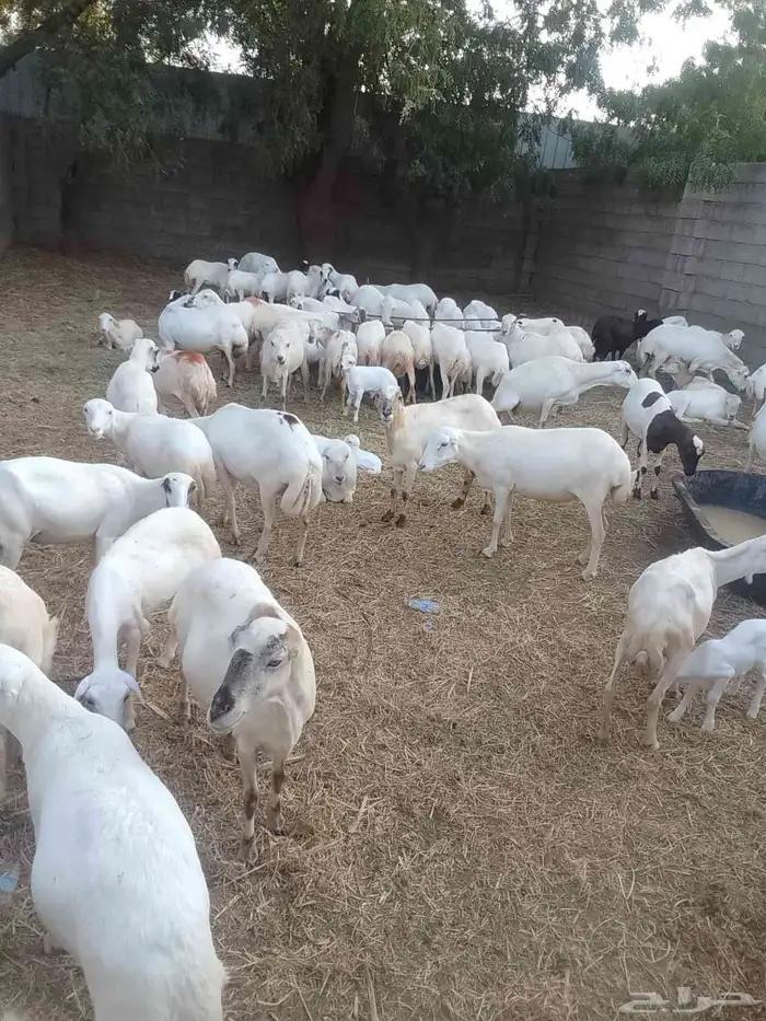 ظان رفيد يات 0