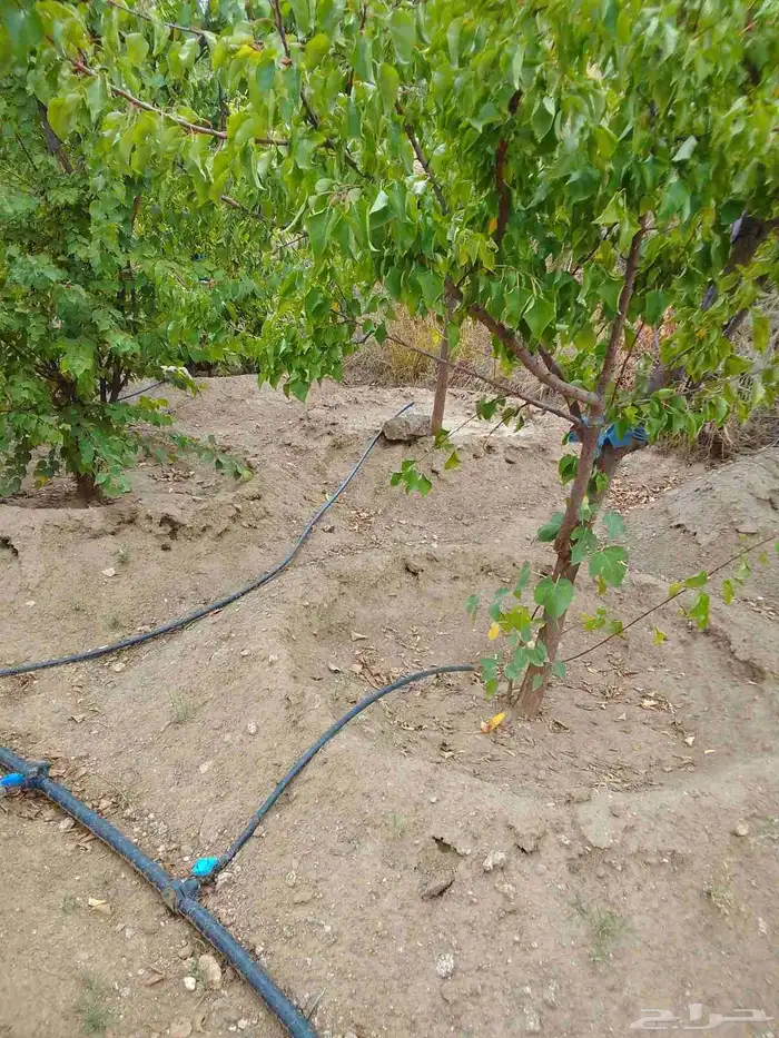 تقليم ونظافه 2