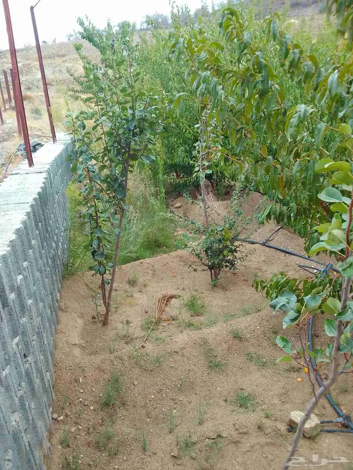 تقليم ونظافه 6