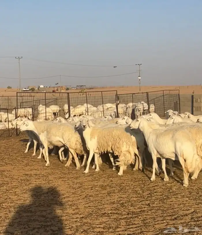 غنم حريات حرش صنف34 دفيع 6