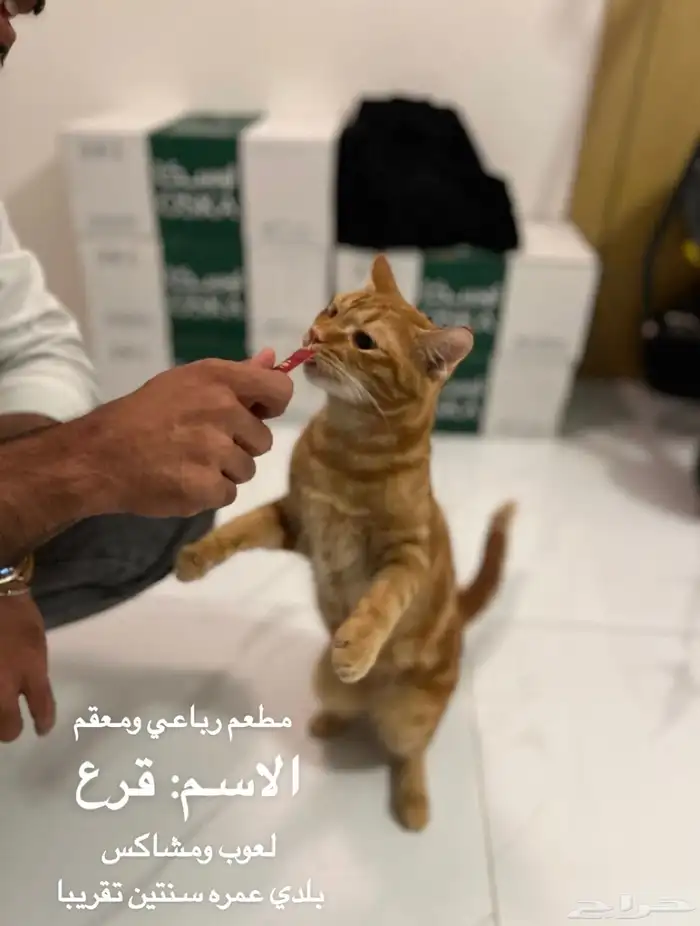 قطط مطعمة رباعي ومعقمة جاهزين للتبني 3