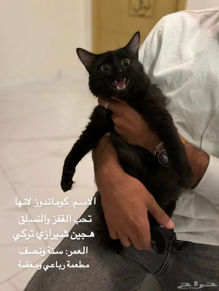 قطط مطعمة رباعي ومعقمة جاهزين للتبني 2