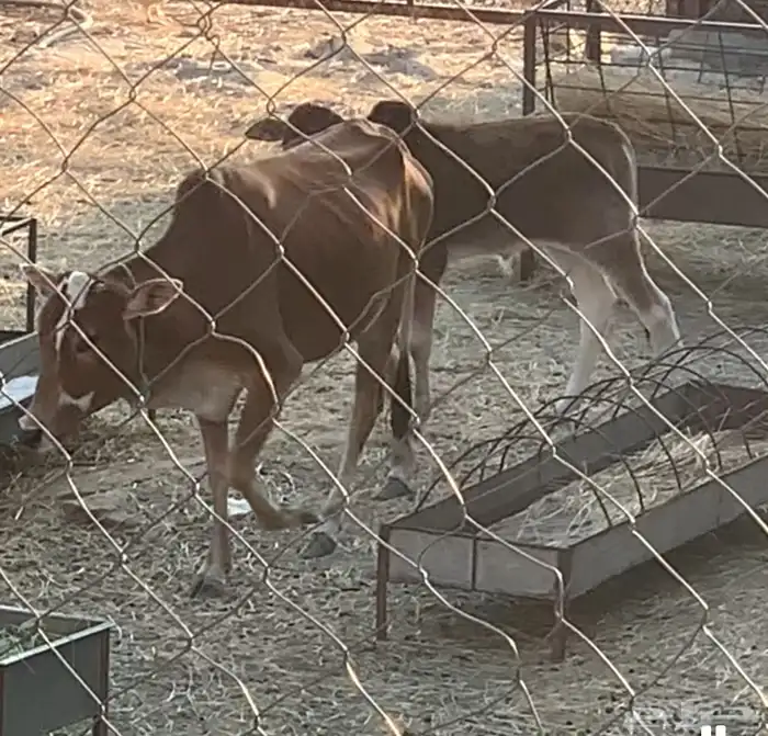 بقرتين منتجه ودافع في 4 اشهر ام ثاني 2