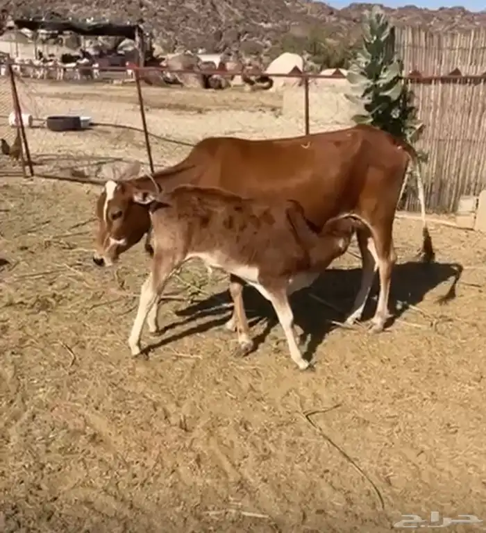 بقرتين منتجه ودافع في 4 اشهر ام ثاني 1