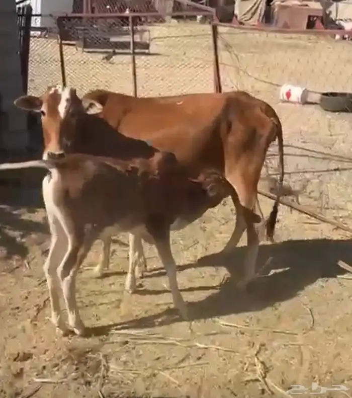 بقرتين منتجه ودافع في 4 اشهر ام ثاني 0