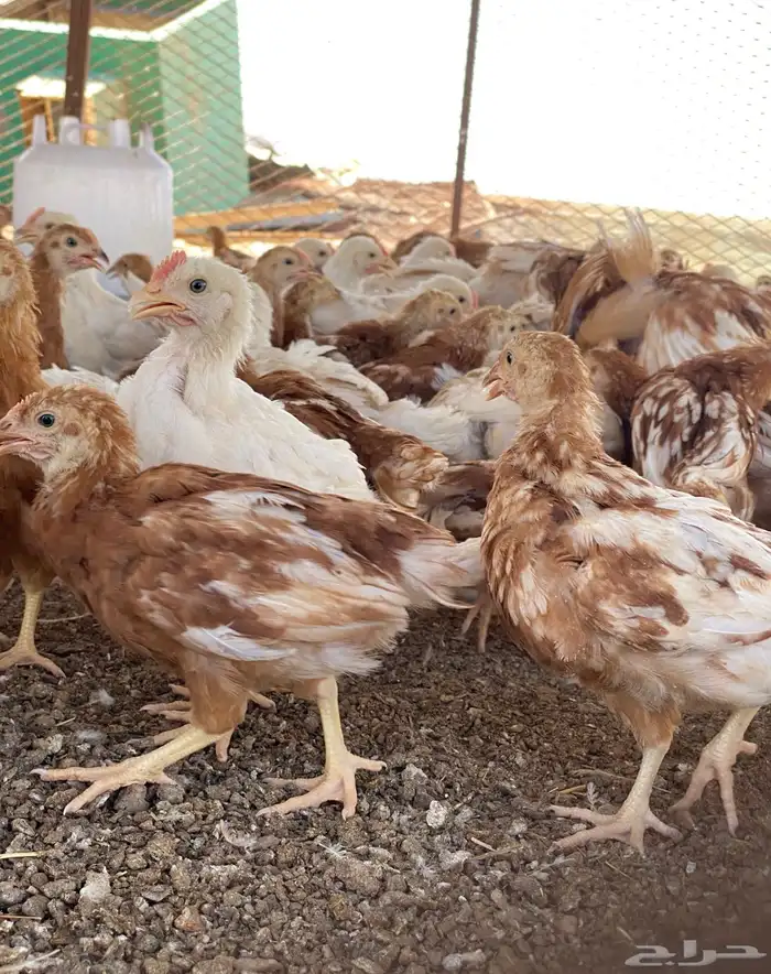 دجاج لوهمان براون الماني صافي مستورد 2