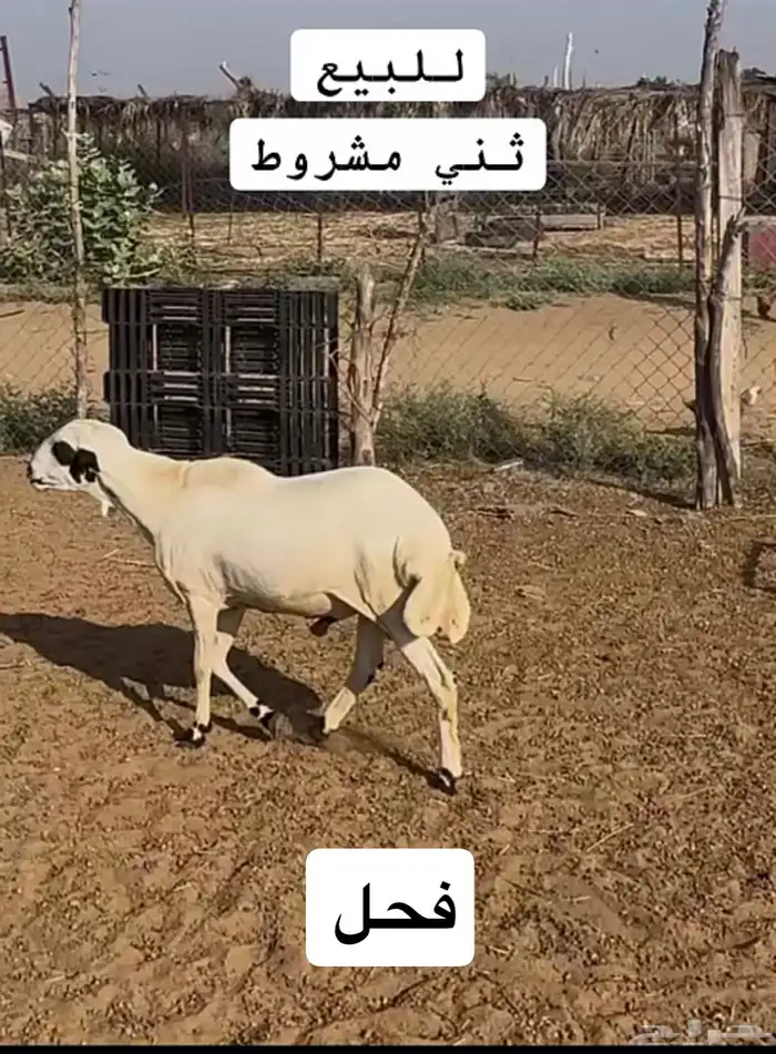 فحل ثني مشروط 1