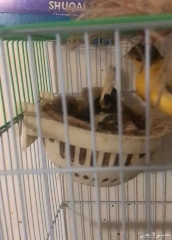 كناري جوز والذكر تقريد تحتهم ولد 0