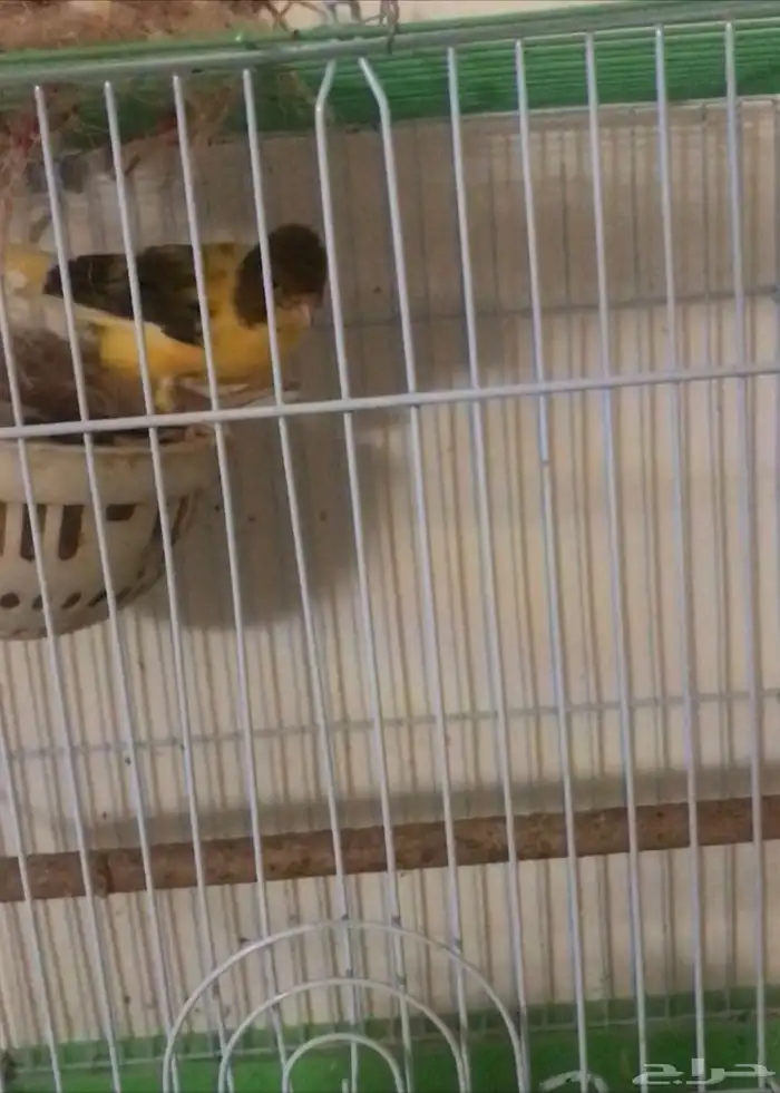 كناري جوز والذكر تقريد تحتهم ولد 3