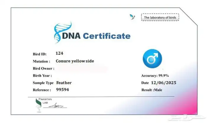 كتبور للبيع أليف متكلم 2