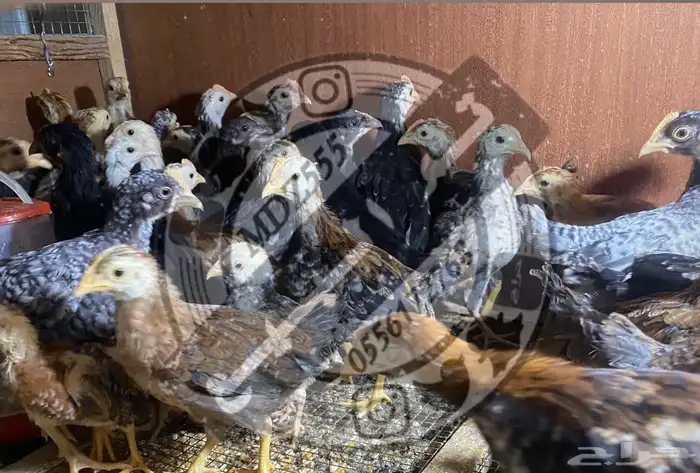 صيصان دجاج دفعة رقم (23) عربي وتركي ( تم البيع ) 0