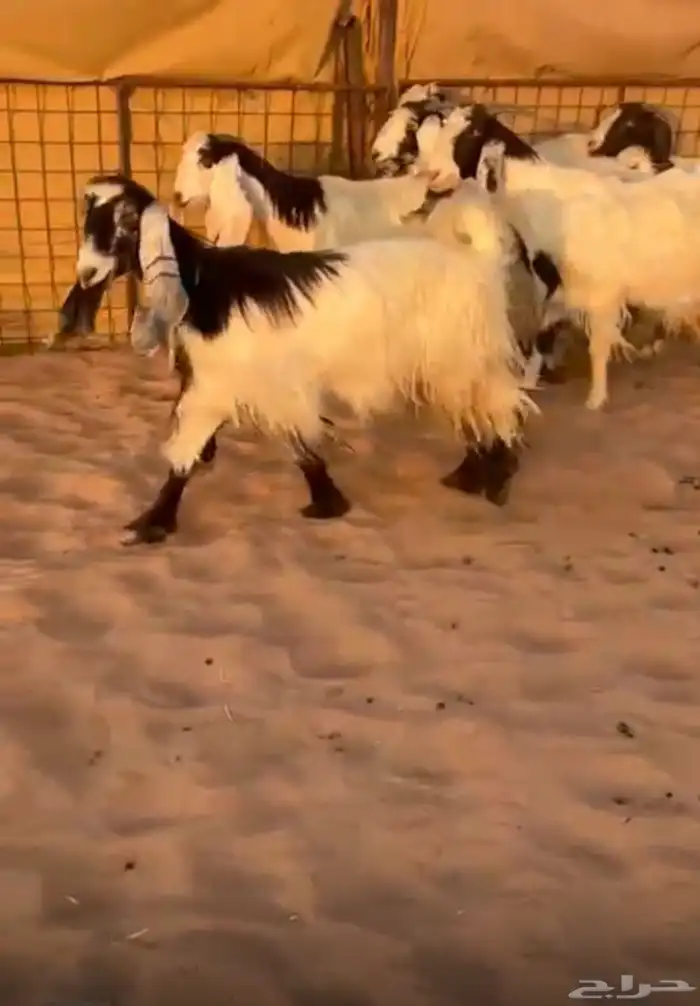 معزاء مشاريك عوارض ربد صنف مميز 0