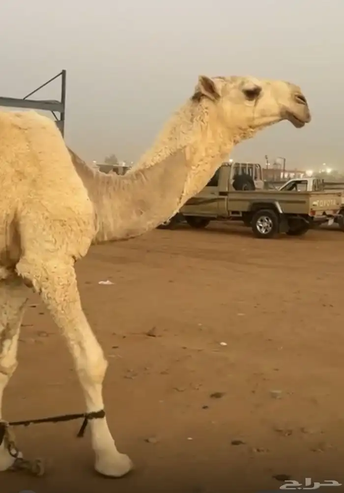 قعود أوضح للبيع 0