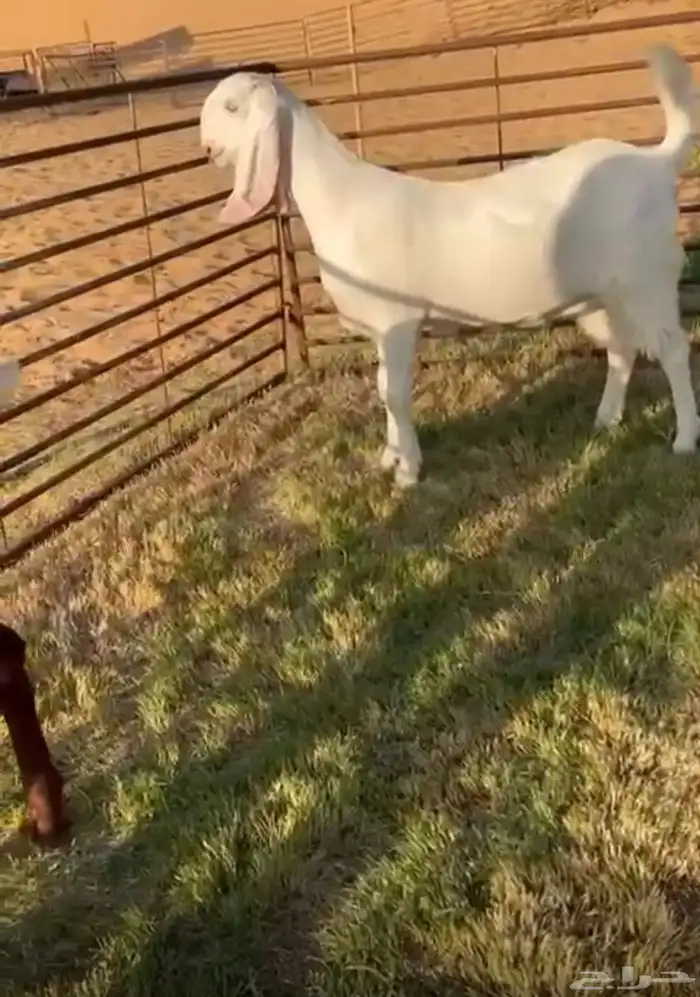 جفره جذعه مطوره 1