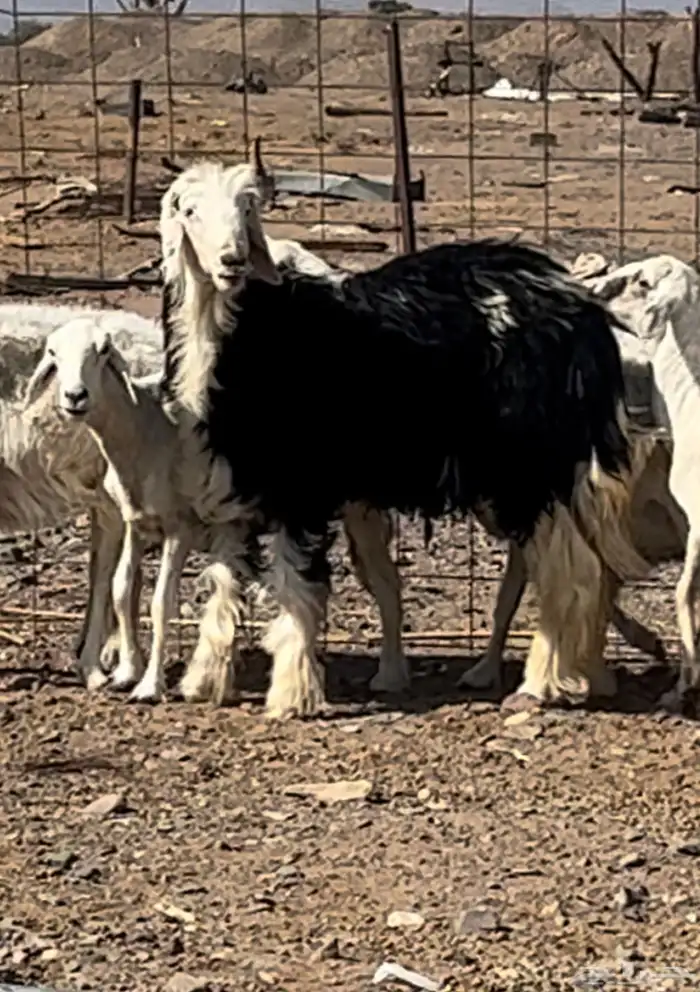 خروف صنف نجدي مشروع فحل طيب جدا  عمره 8 شهور بالحناكيه 4