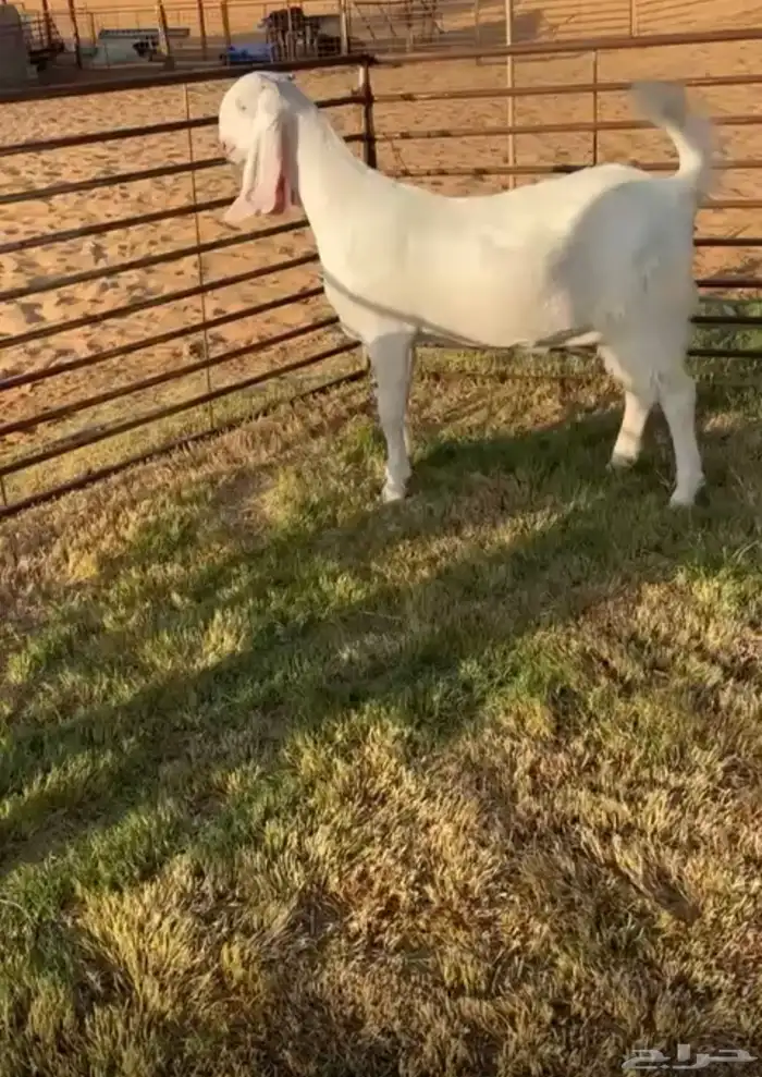 جفره جذعه مطوره 0