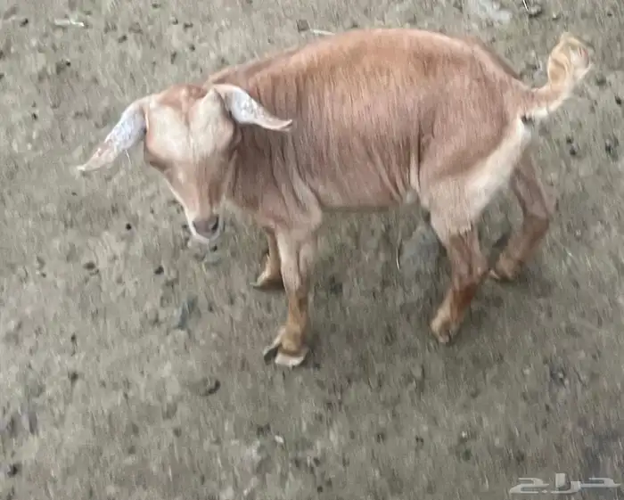 تيس قزم 6 اشهر عمر اعرضه للبيع 1