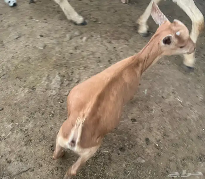 تيس قزم 6 اشهر عمر اعرضه للبيع 0