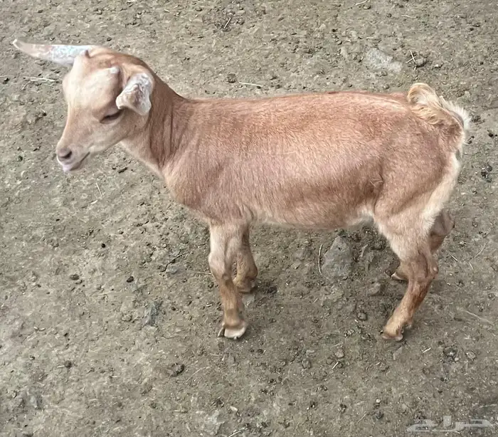 تيس قزم 6 اشهر عمر اعرضه للبيع 5