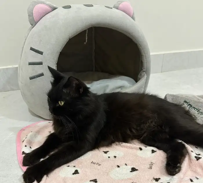 قطة للتبني 4