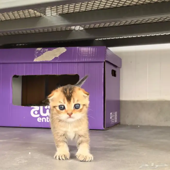 انثى سكوتش تربل فولد للبيع Triple fold female 1