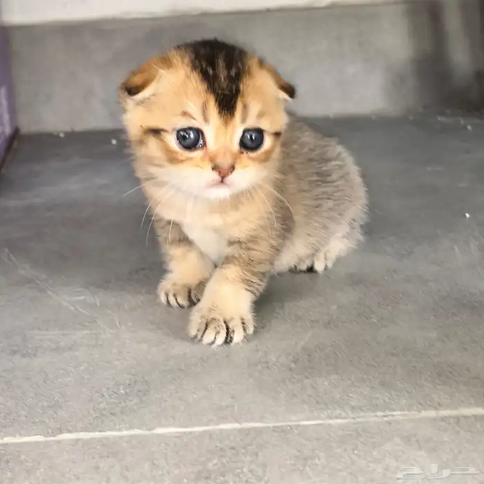 انثى سكوتش تربل فولد للبيع Triple fold female 0