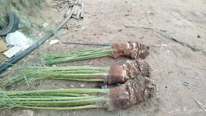 نخل للبيع جميع انواع انخيل العربي والوشنطني 7