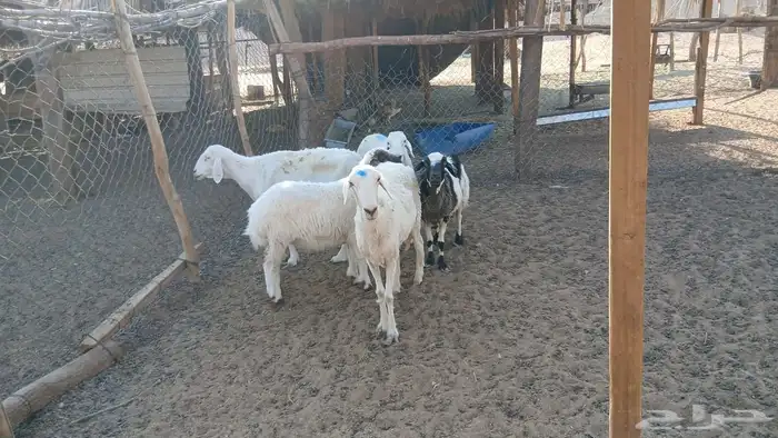 شباه حريات 5