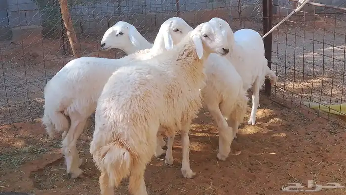 4 خرفان جذعان حري طيب نظيف 2