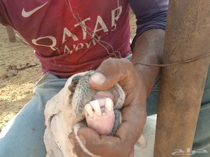 خروف فحل حري مشروط 1