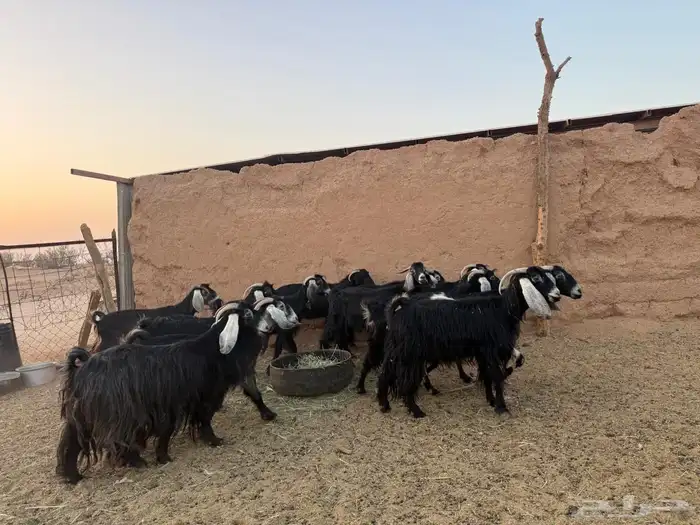 معزا العدد 13 0