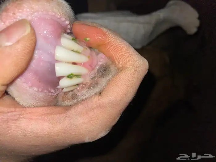 (تم البيع تم البيع ) 1