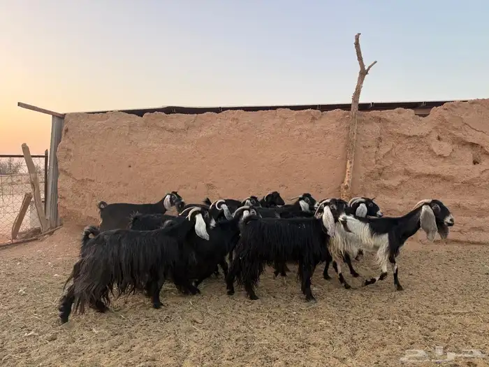 معزا العدد 13 1