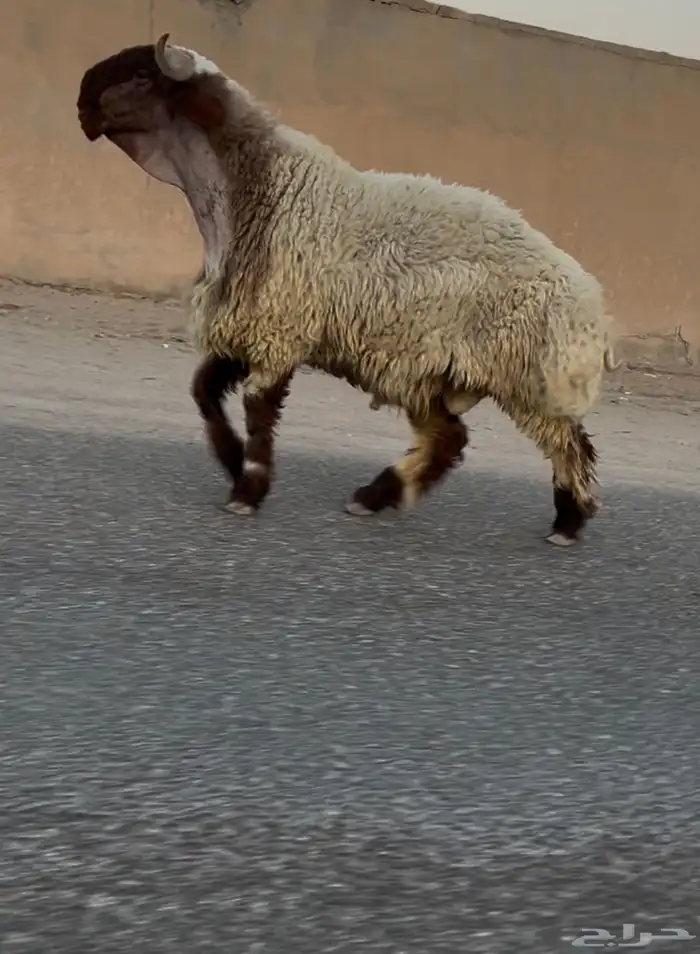 جدع نعيمي صنف فاخر للبيع 1