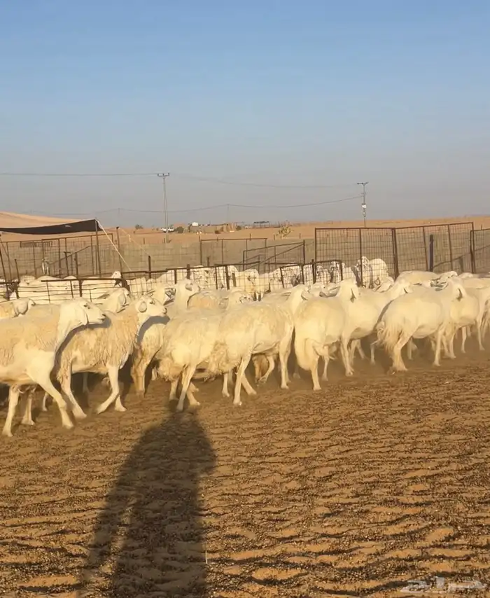 غنم حريات حرش صنف34 دفيع 9