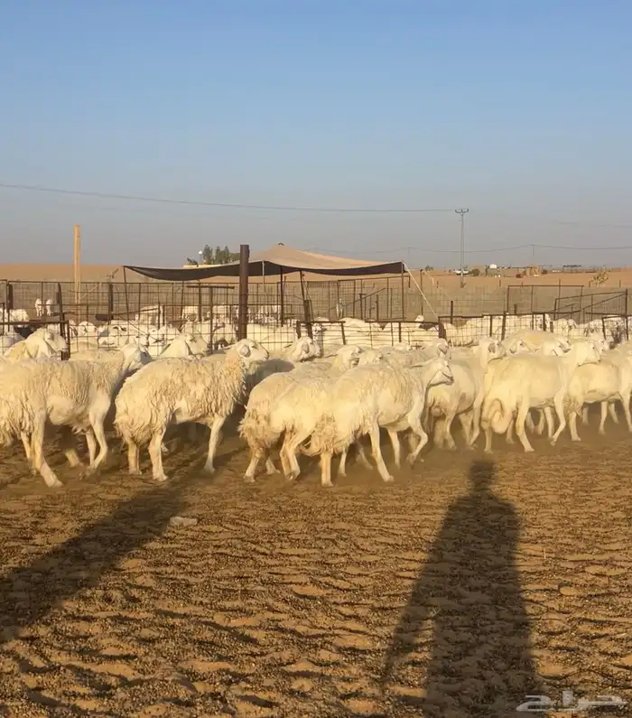 غنم حريات حرش صنف34 دفيع 8