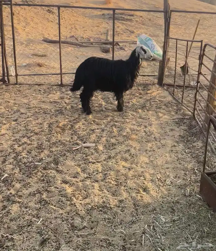 نجديه جذعه 0