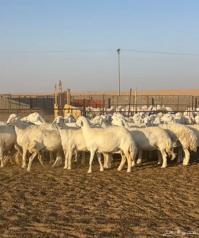 غنم حريات حرش صنف34 دفيع 3