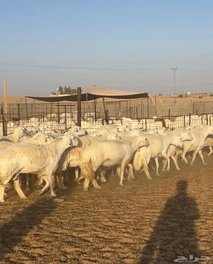 غنم حريات حرش صنف34 دفيع 12