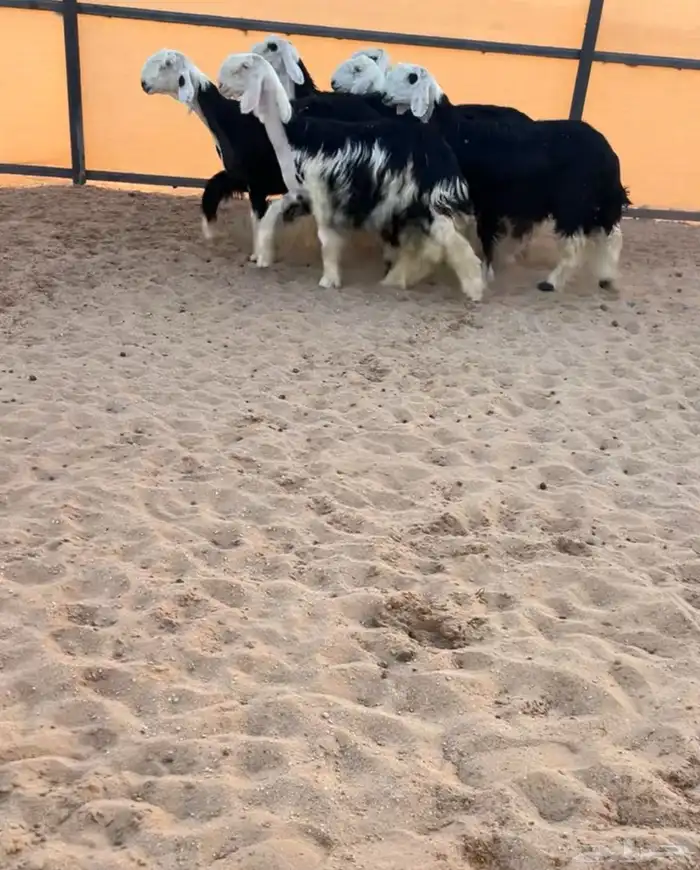 رخال نجد صنف 0