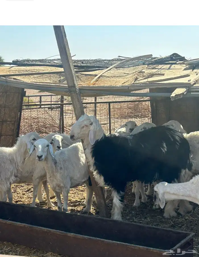 خروف صنف نجدي مشروع فحل طيب جدا  عمره 8 شهور بالحناكيه 2