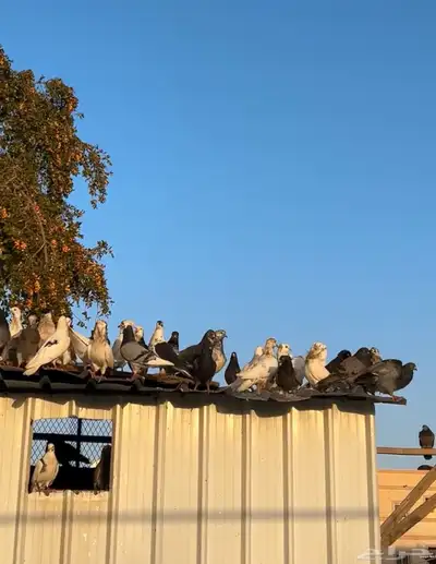 بيع حمام جمله 0