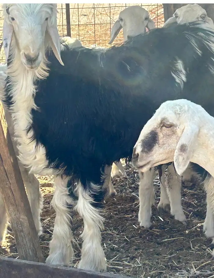 خروف صنف نجدي مشروع فحل طيب جدا  عمره 8 شهور بالحناكيه 3