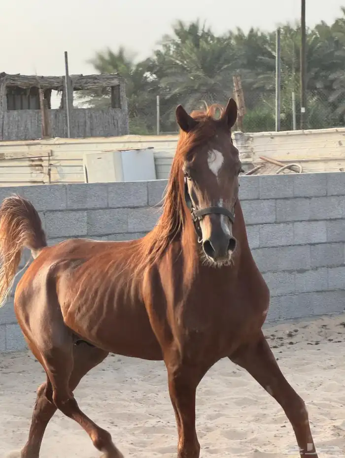 حصان وهو والبيع شعبي 0