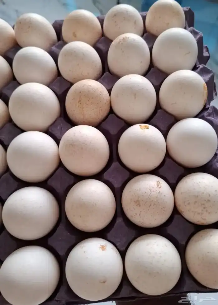 بيض رومي لبيع 0