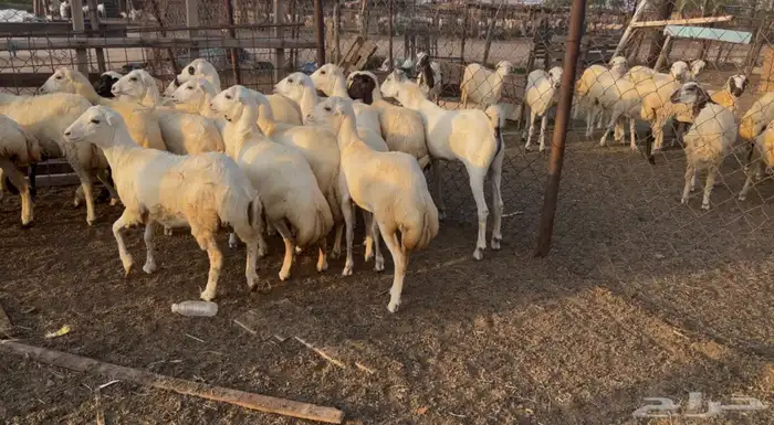 رخال بلدي من 780 1