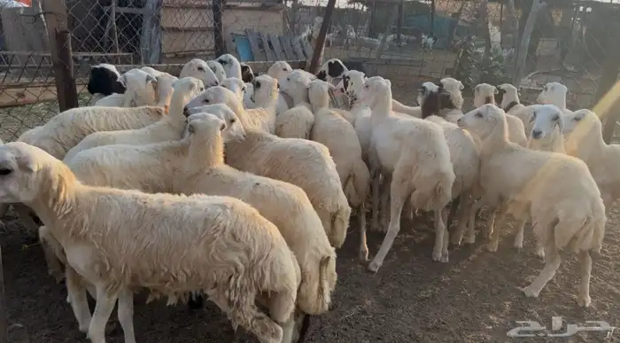 رخال بلدي من 780 5