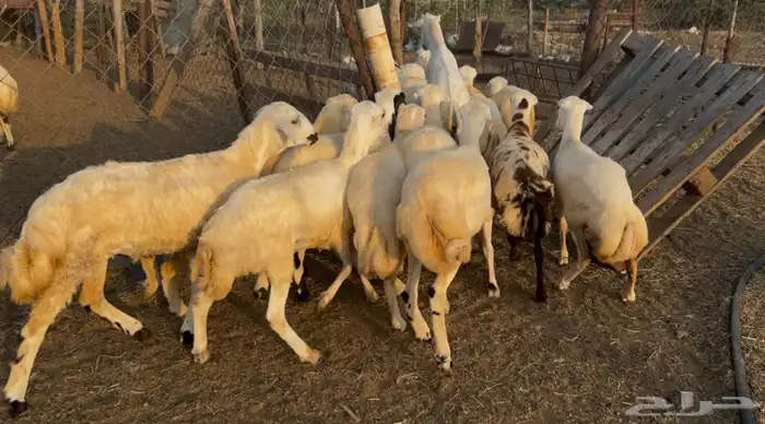 رخال بلدي من 780 2