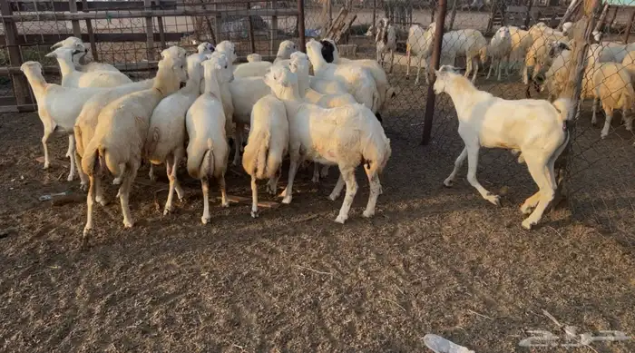 رخال بلدي من 780 3