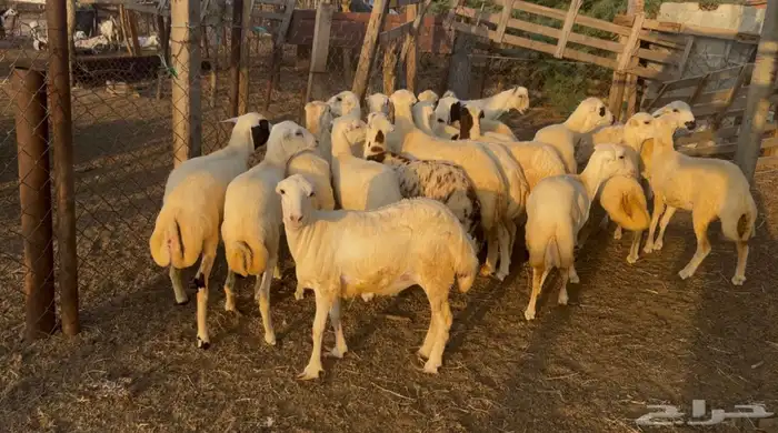 رخال بلدي من 780 0